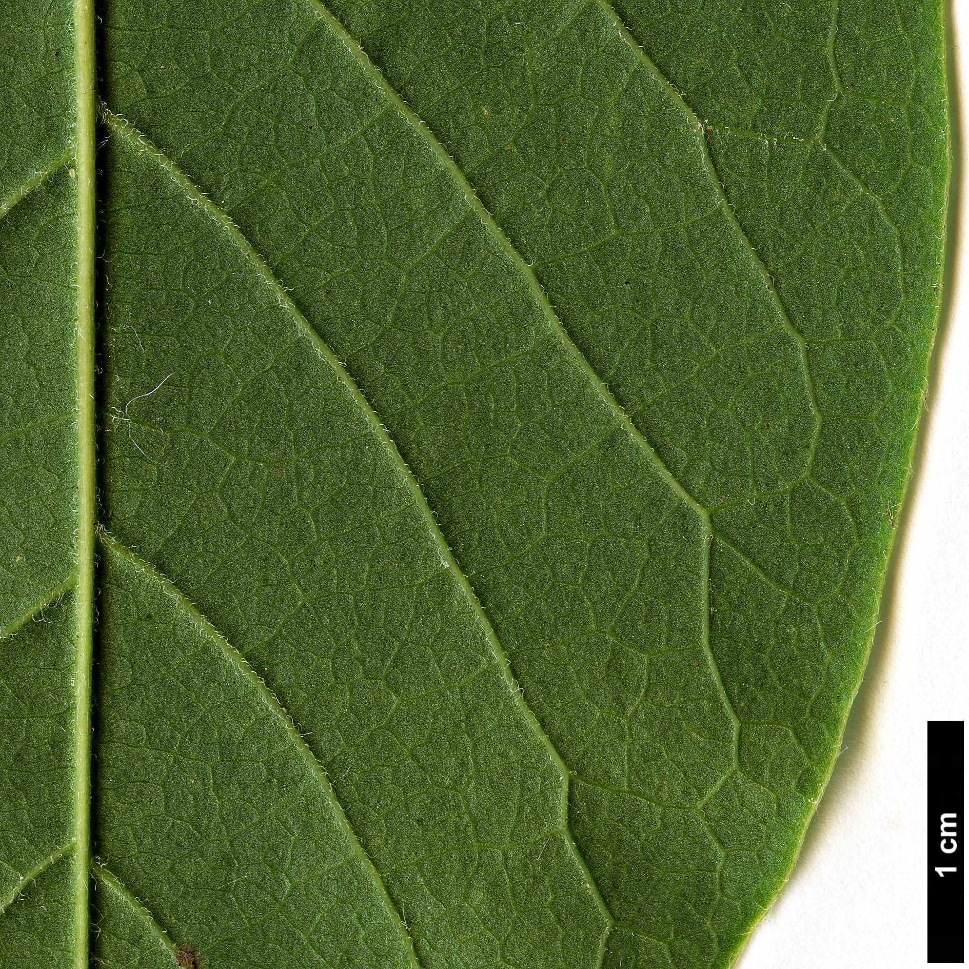 High resolution image: Family: Magnoliaceae - Genus: Magnolia - Taxon: ×veitchii - SpeciesSub: 'Peter Veitch' (M.campbellii × M.denudata)